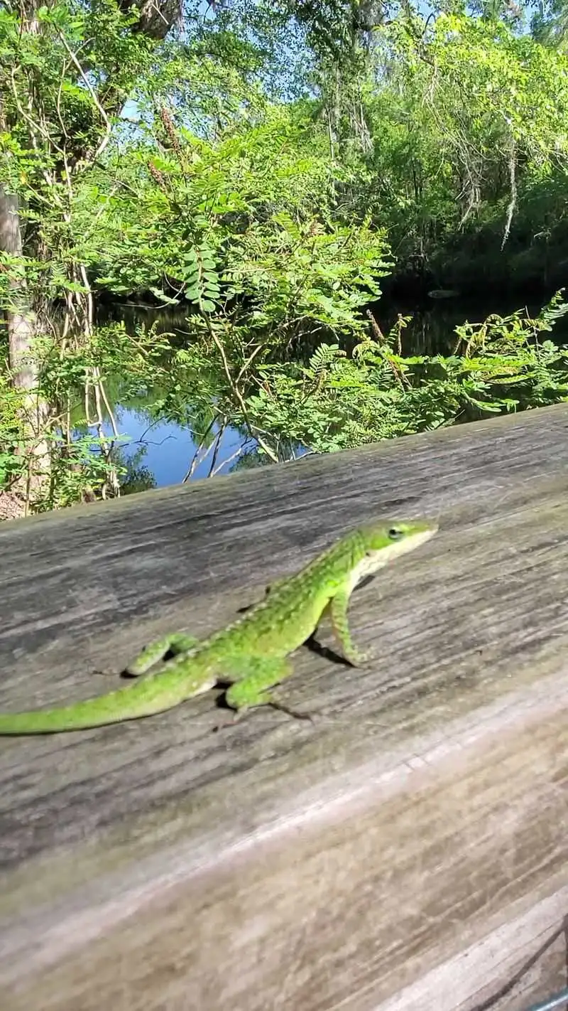 Wildlife Watching and Quiet Corners