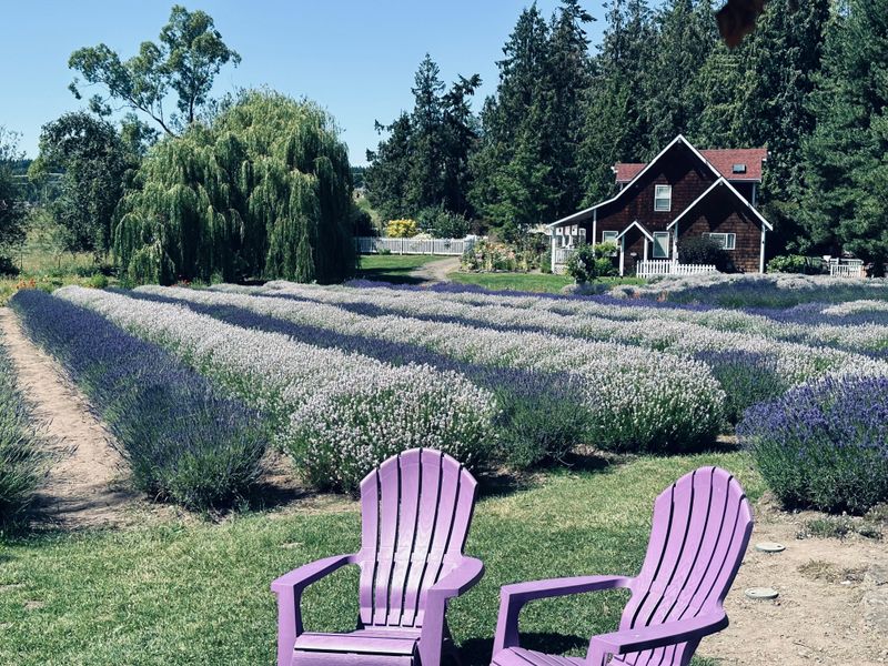 Sequim Lavender and Sunbelt Stretch