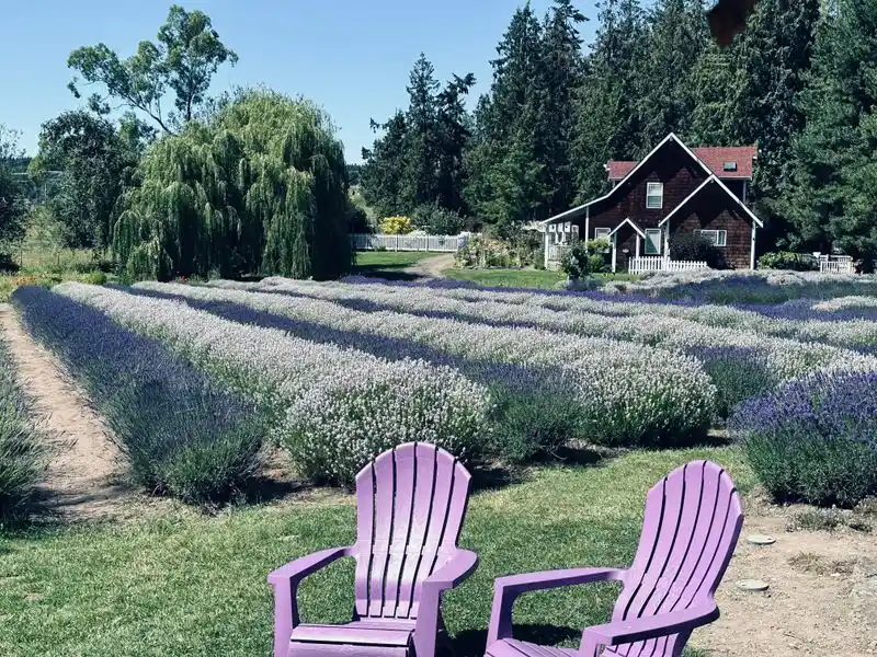 Sequim Lavender and Sunbelt Stretch