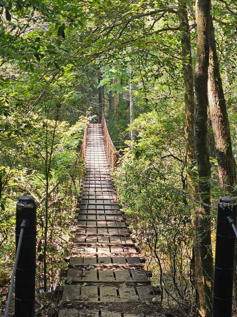 Savage Day Loop and Suspension Bridge