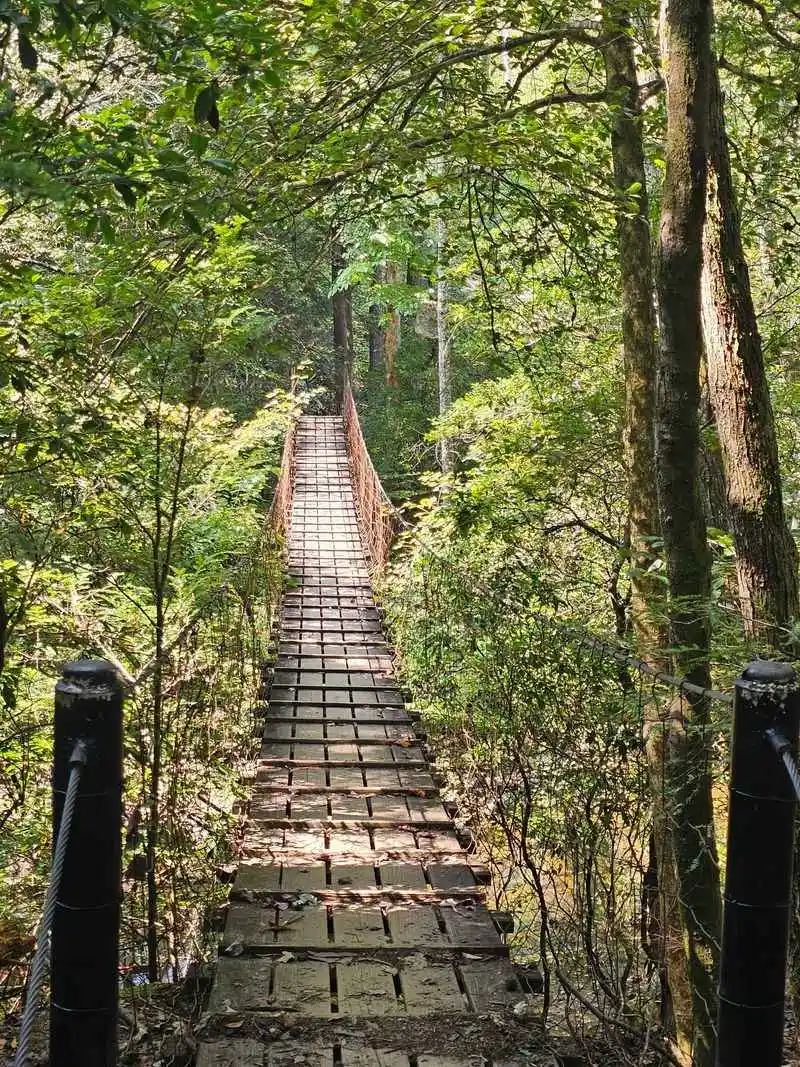 Savage Day Loop and Suspension Bridge