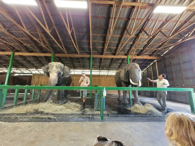 Elephant Care Workshop: Behind The Scenes Skills