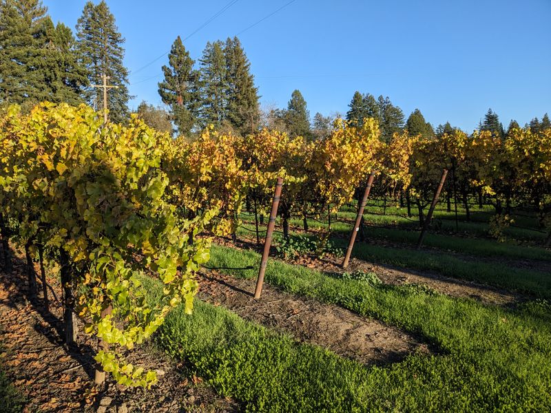 Vineyard Sunset Strolls