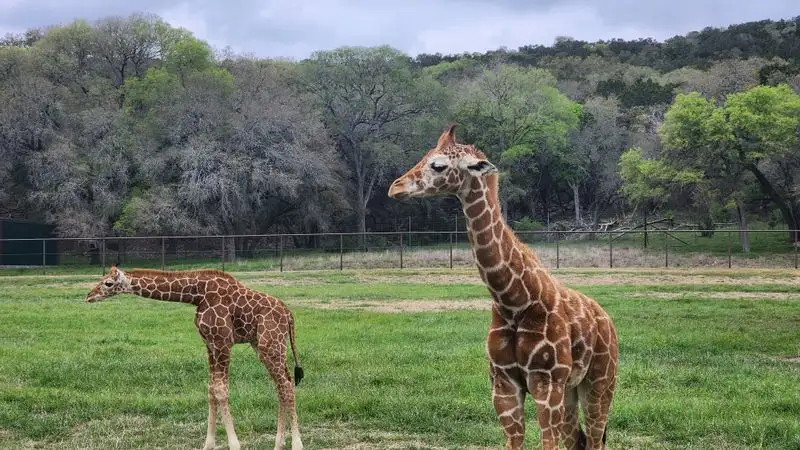 Roadside Animal Attractions