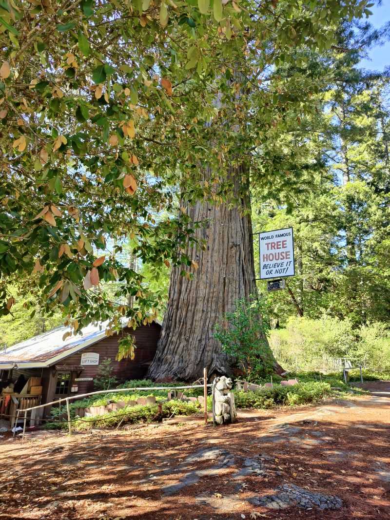 World Famous Tree House (Fraternal Monarch)