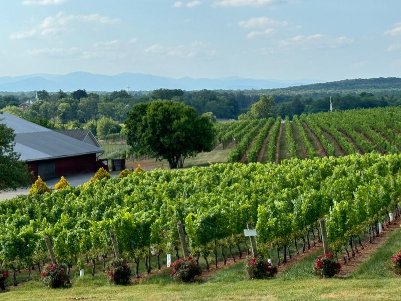 Virginia - Barboursville Vineyards