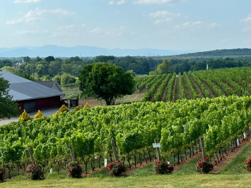 Virginia - Barboursville Vineyards