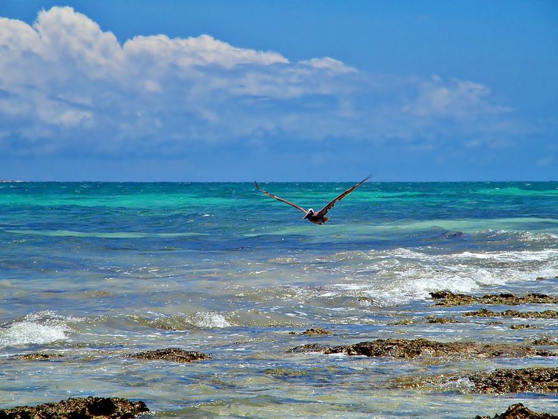Snorkeling and Wildlife Viewing