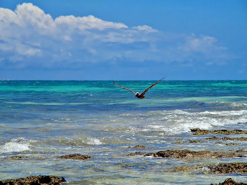 Snorkeling and Wildlife Viewing