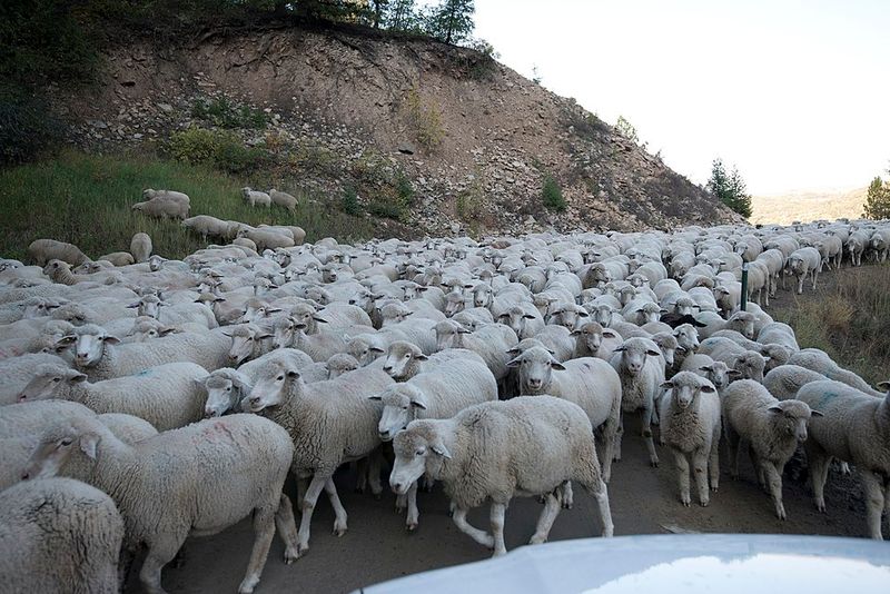 Kebler Pass Road — Crested Butte to Paonia