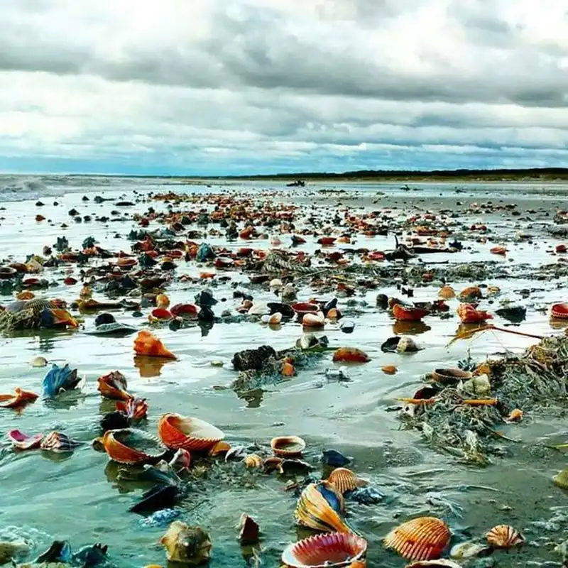 Amelia Island to Fernandina Beach Finale