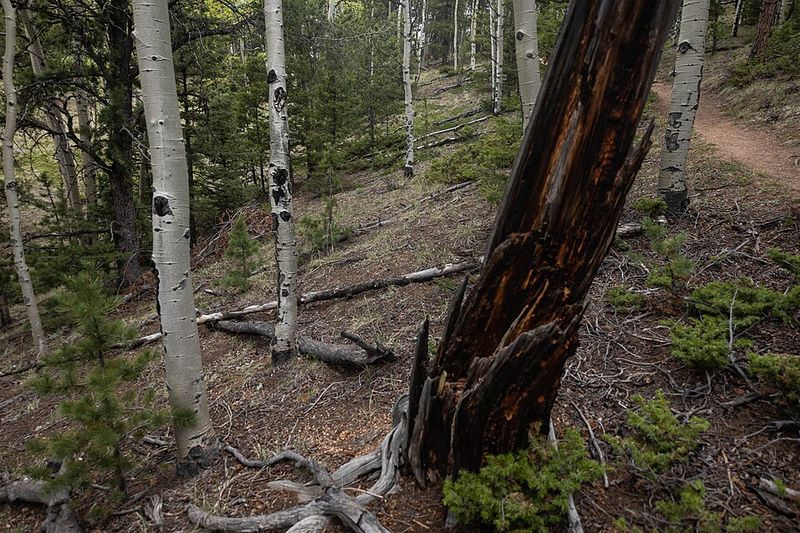 Mueller State Park
