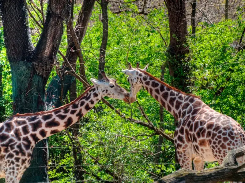 Explore the Bronx Zoo