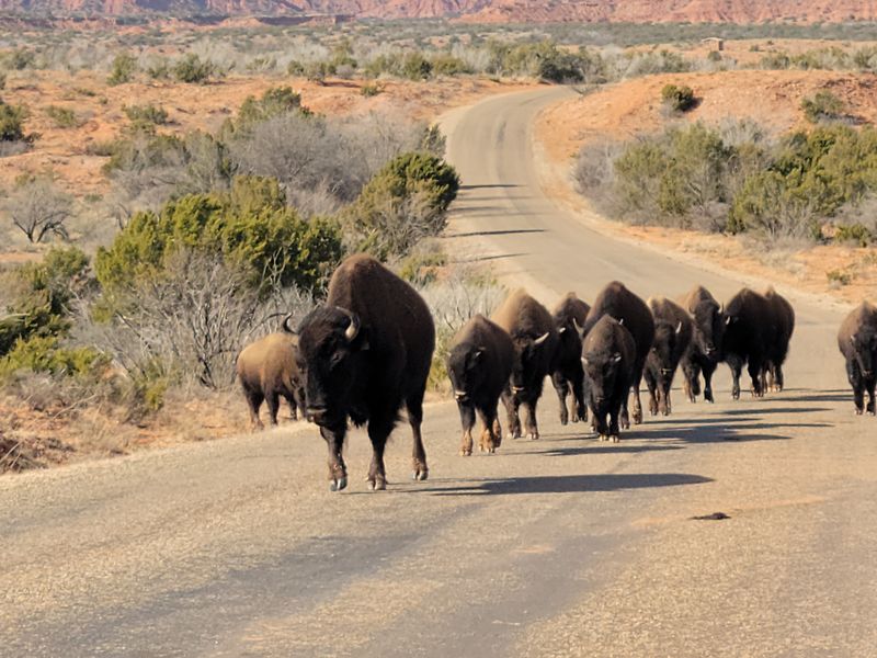 Caprock Canyons State Park