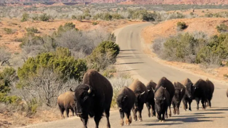 Texas state parks that fly under the radar but earn strong reviews from winter visitors