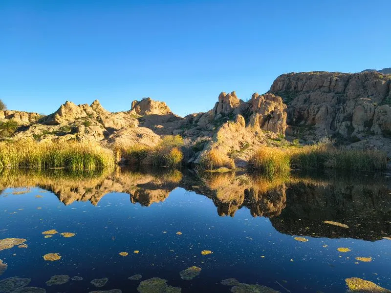 The Whispering Willow Archway