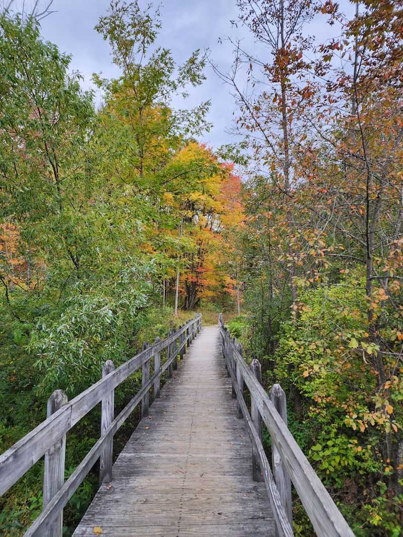 Cornell University's Sapsucker Woods