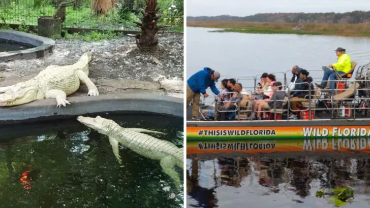 This Florida safari park lets you drive through habitats filled with free-roaming animals