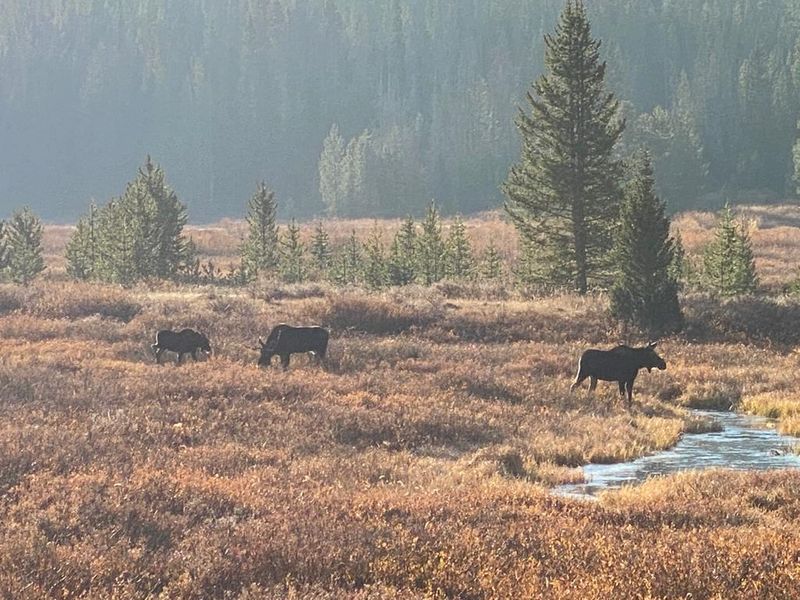 Moose Viewing