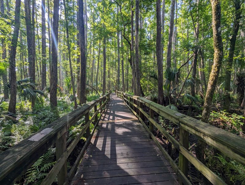 Ancient Hammock Boardwalks