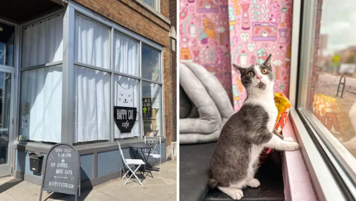 This little-known cat caf&eacute; in Michigan lets you spend time with adoptable cats