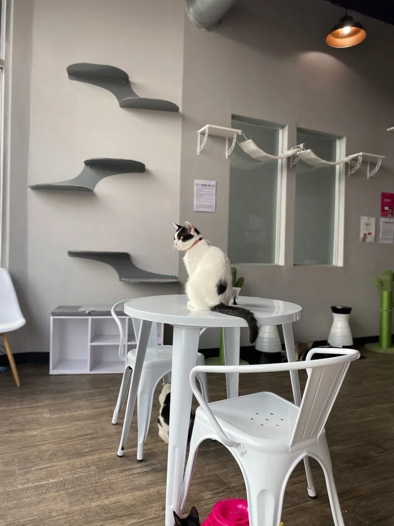 Costs, Policies, and Accessibility