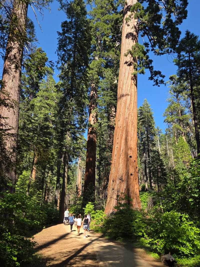 Calaveras Big Trees State Park