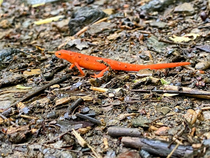 Wildlife and Old Growth Quietly Thriving