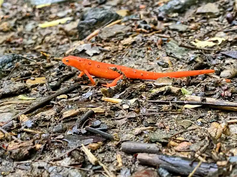 Wildlife and Old Growth Quietly Thriving