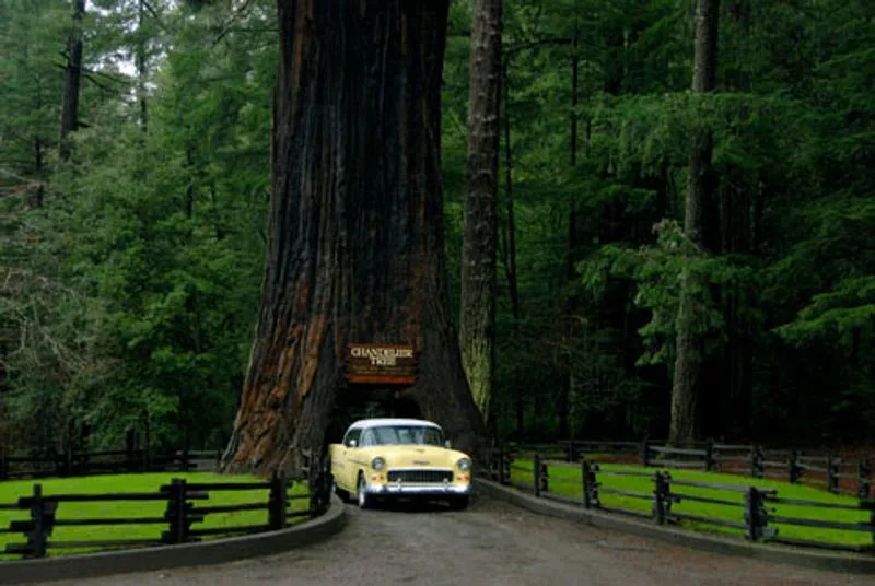 Drive-Thru Tree Park