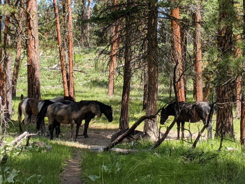 The Enchanting Wild Horse Island