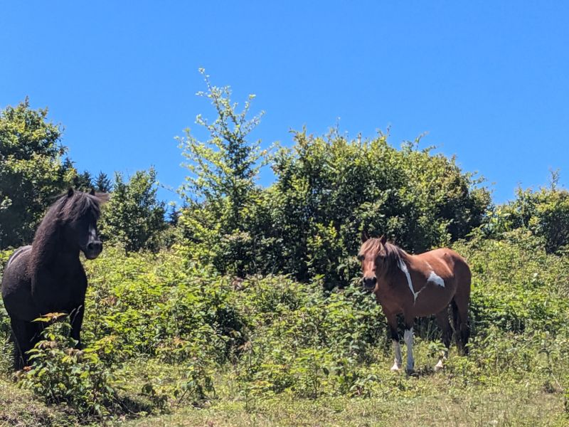 Grayson Highlands State Park — Wilburn Ridge and the wild ponies
