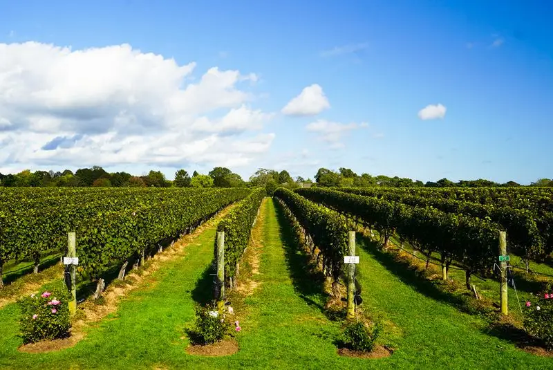 New York - W&ouml;lffer Estate Vineyard