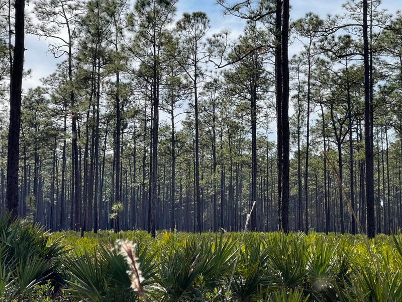 Big Shoals State Park – White Springs