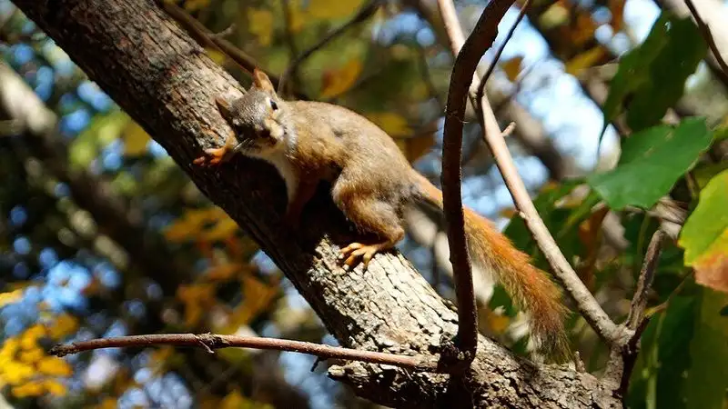 Itasca Wilderness Sanctuary