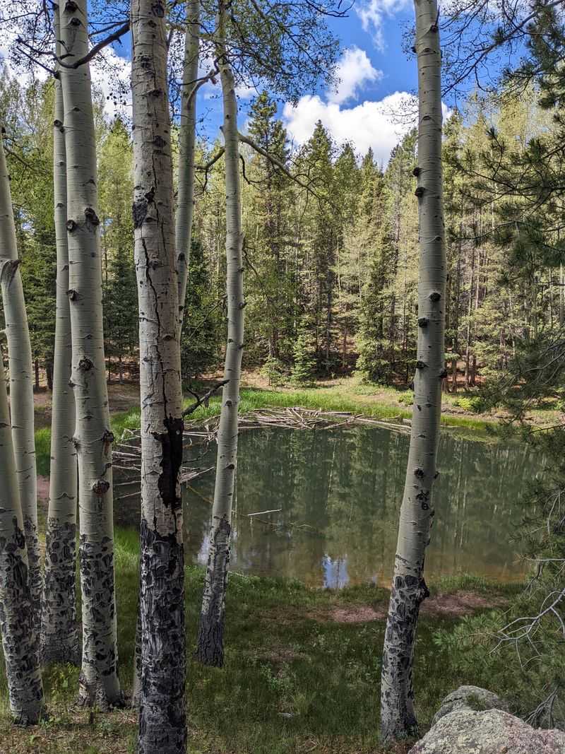 Forests and Meadows That Showcase Colorado&rsquo;s Diversity