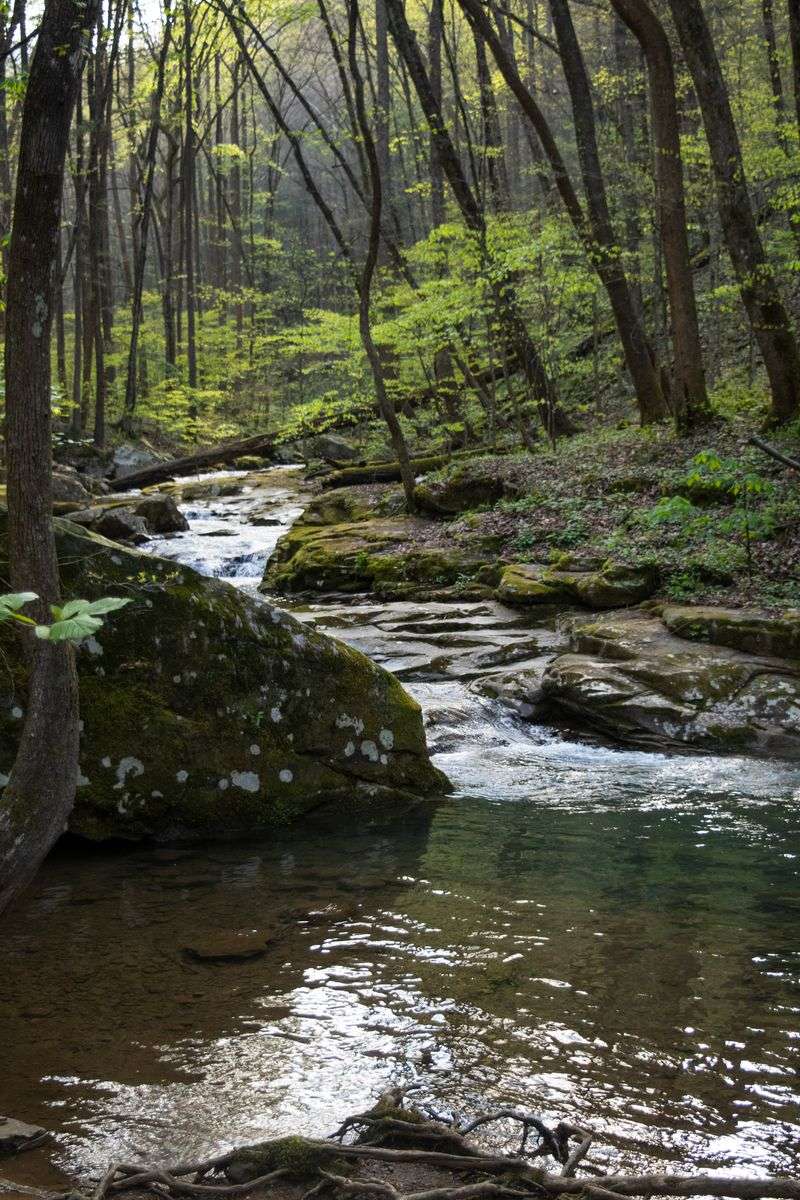 Why The Park Feels So Quiet