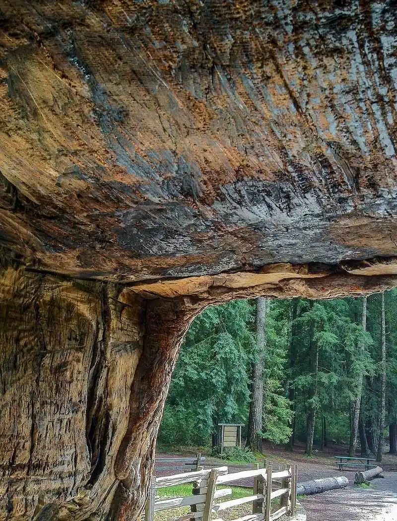 Chandelier Drive-Thru Tree, Leggett