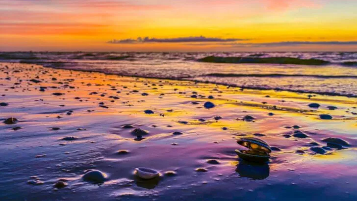 10 Southwest Florida Beaches Where Shell Hunting Feels Especially Rewarding