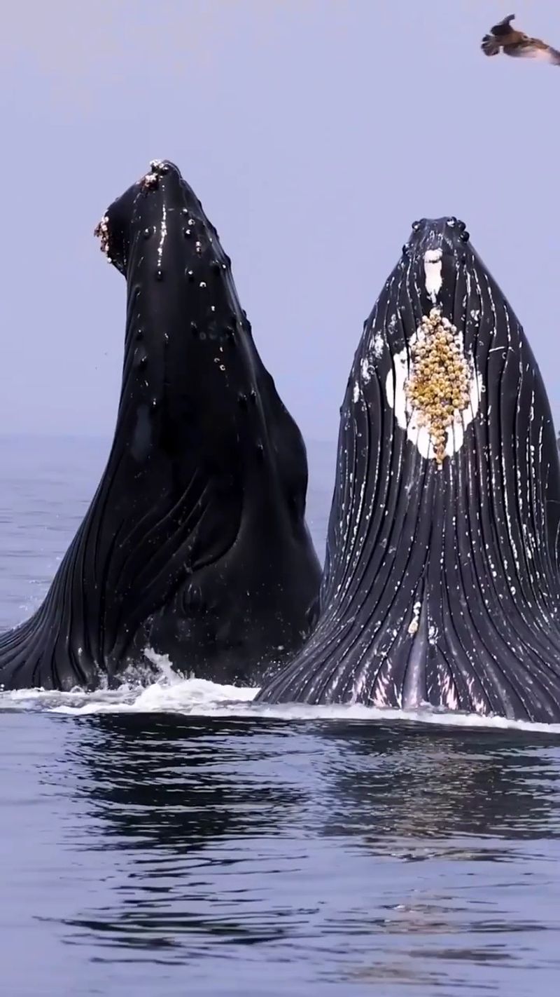 Monterey Bay, California
