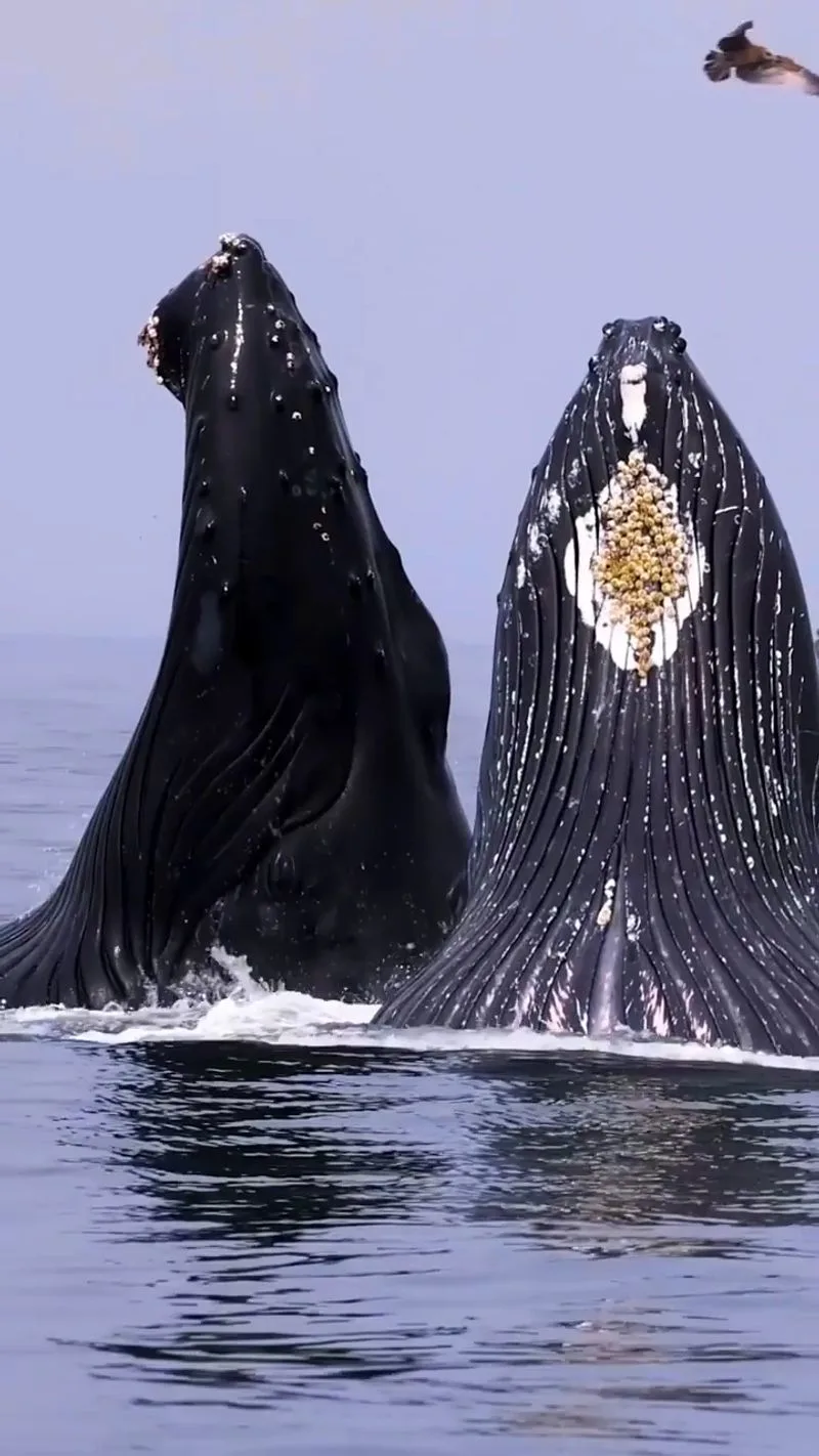 Monterey Bay, California