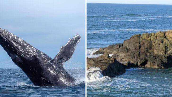 12 Whale Watching Spots Along the U.S. Coast Ranked by Success Rate