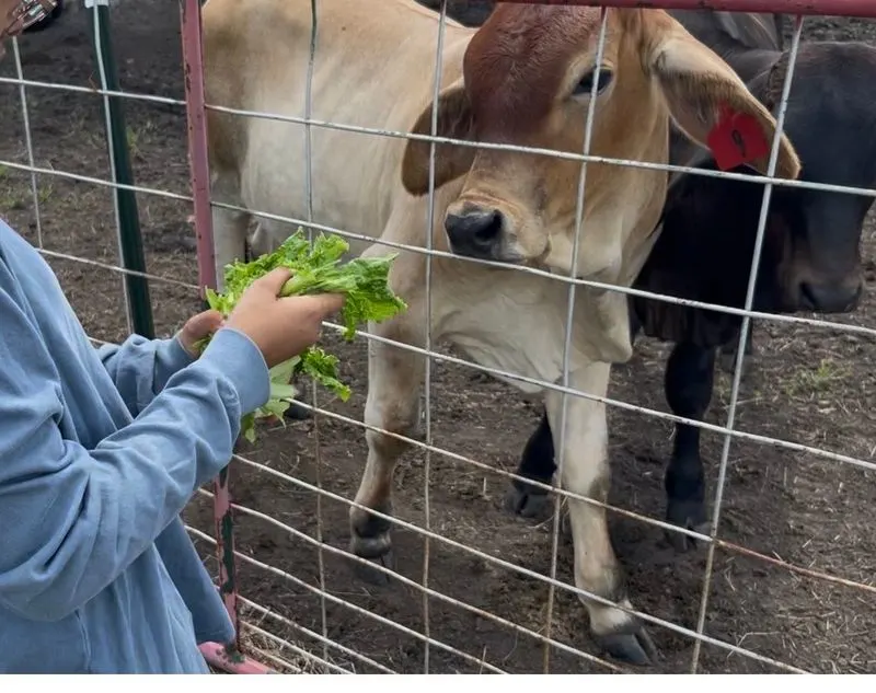 Green Meadows Farm - Kissimmee, Florida