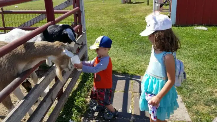 16 petting zoos and farm experiences across America open year-round
