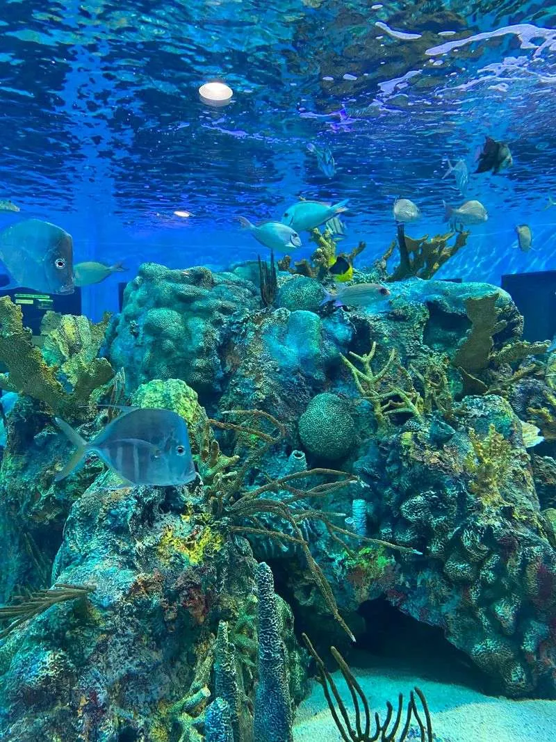 Snorkel or Dive John Pennekamp Coral Reef State Park