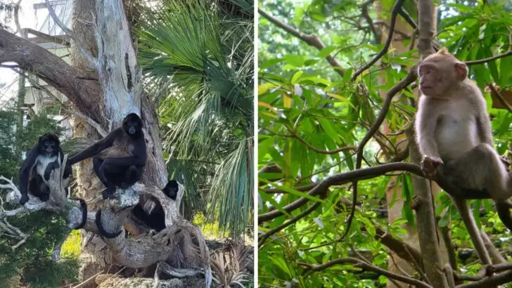3 best places in Florida to see wild monkeys
