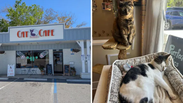 A Florida caf&eacute; where rescue cats roam while you enjoy your coffee