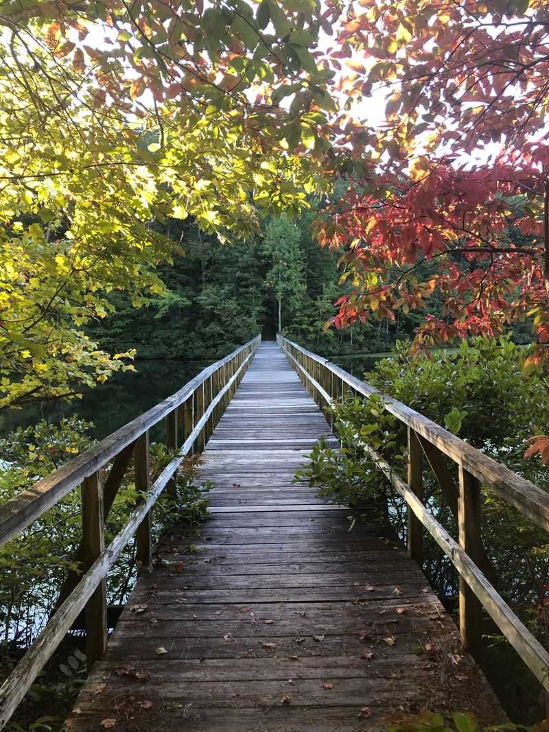 The Dismal Swamp Boardwalk