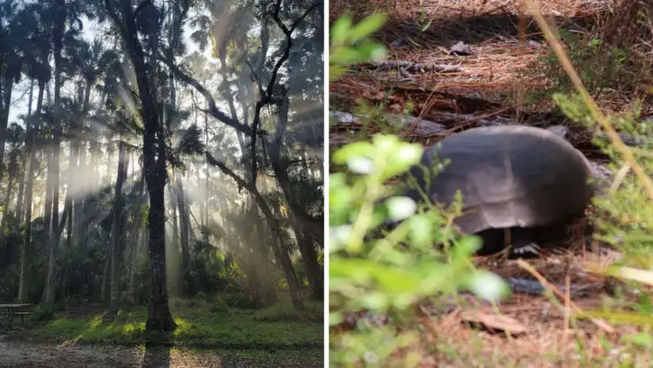A Little-Known Florida State Park Where a Forest Trail Ends at an Ancient Shell Mound