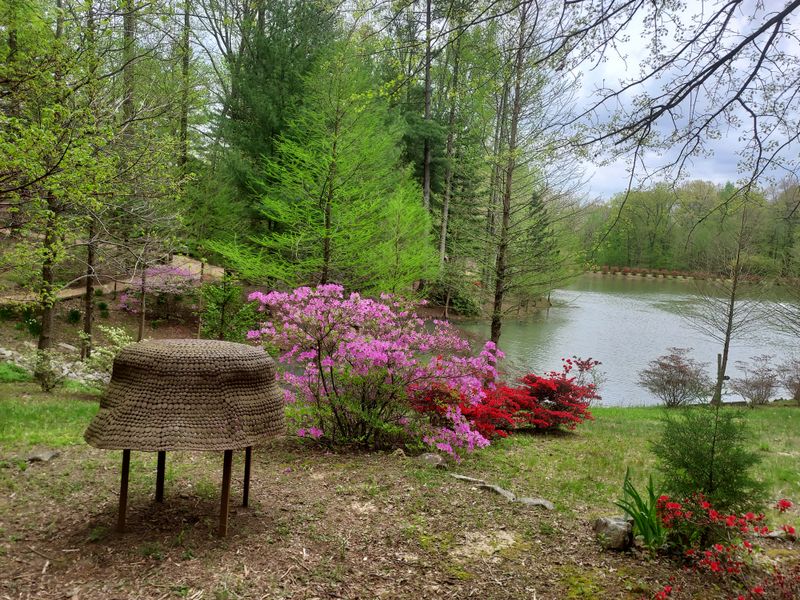Serene Morning Wellness Walks